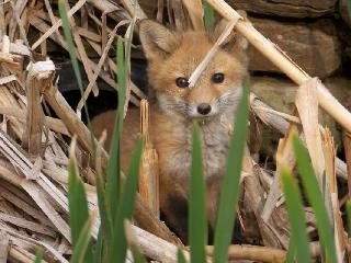 Cutest Fox